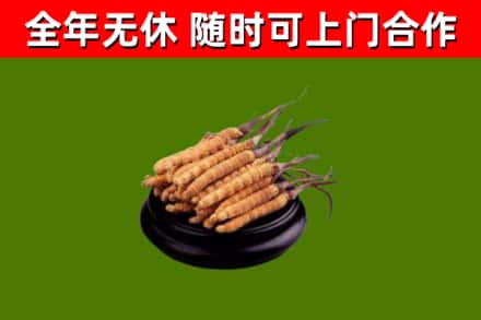 友谊烟酒回收冬虫夏草.jpg